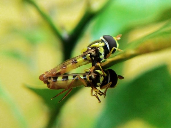 Durée de vie frelon asiatique : comprendre son cycle de vie